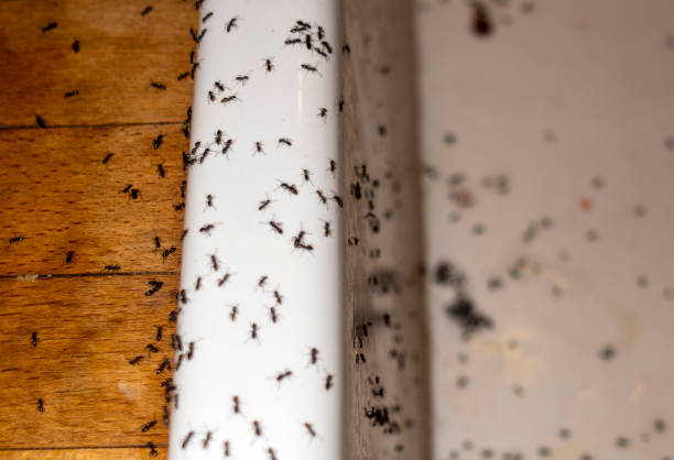 Professional Pest Control in St Georges, DE